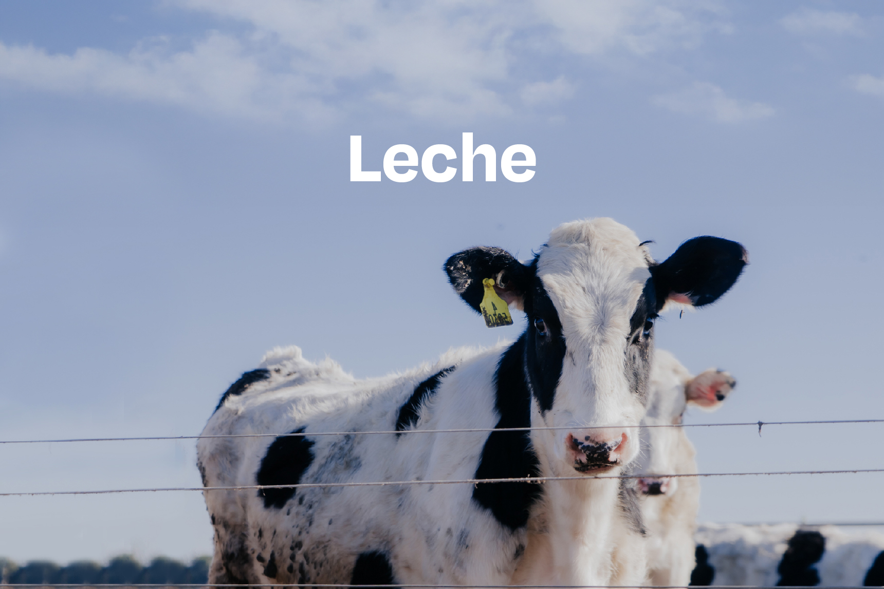 Vacas lecheras en un establo